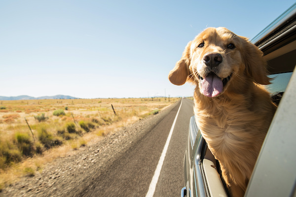Safety Tips For Traveling With Your Pets This Summer